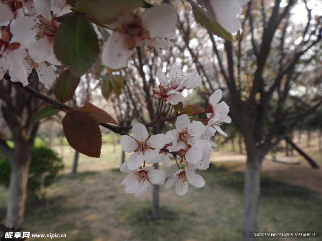 樱花