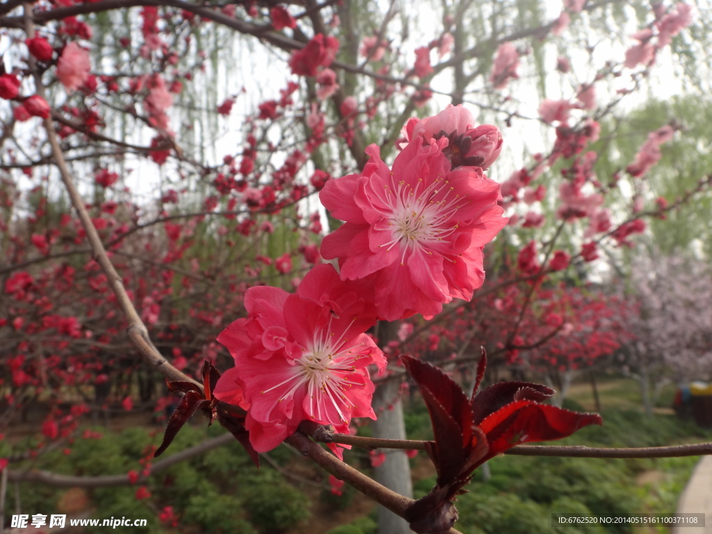 樱花