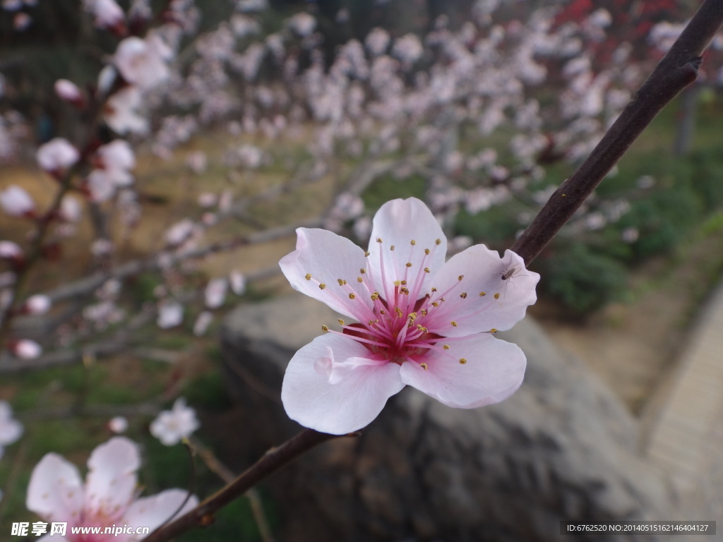 樱花