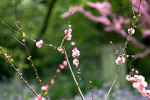 西湖春雨