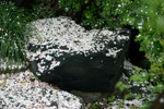 西湖春雨