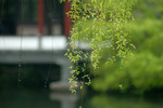 西湖春雨