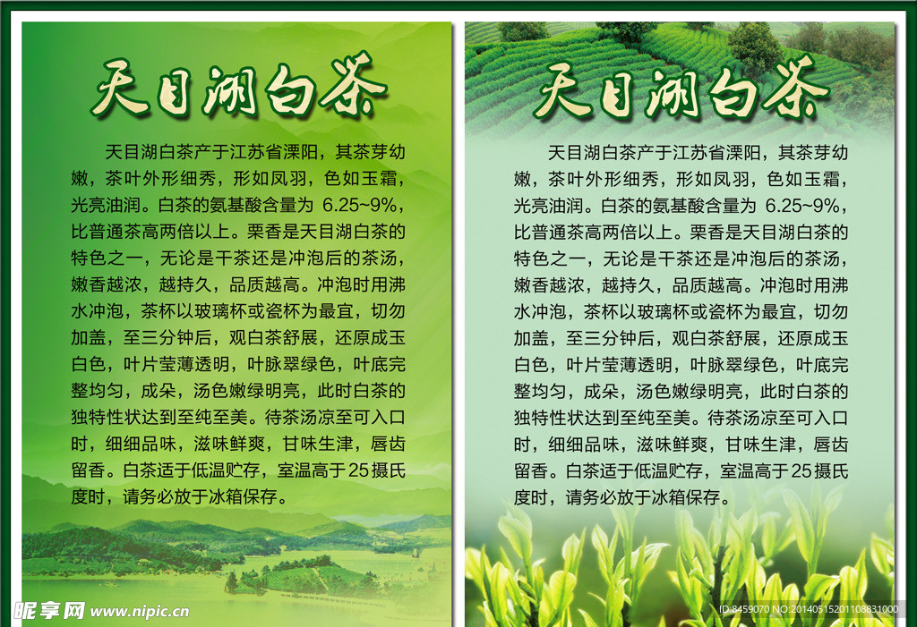 天目湖白茶