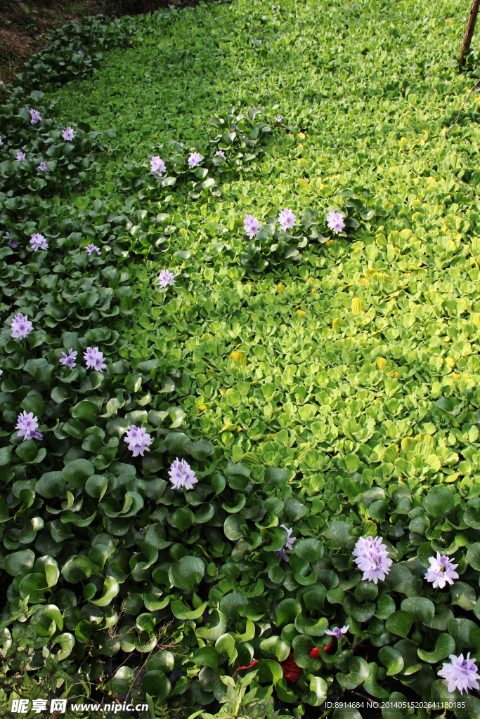 绿色水生植物 水葫芦