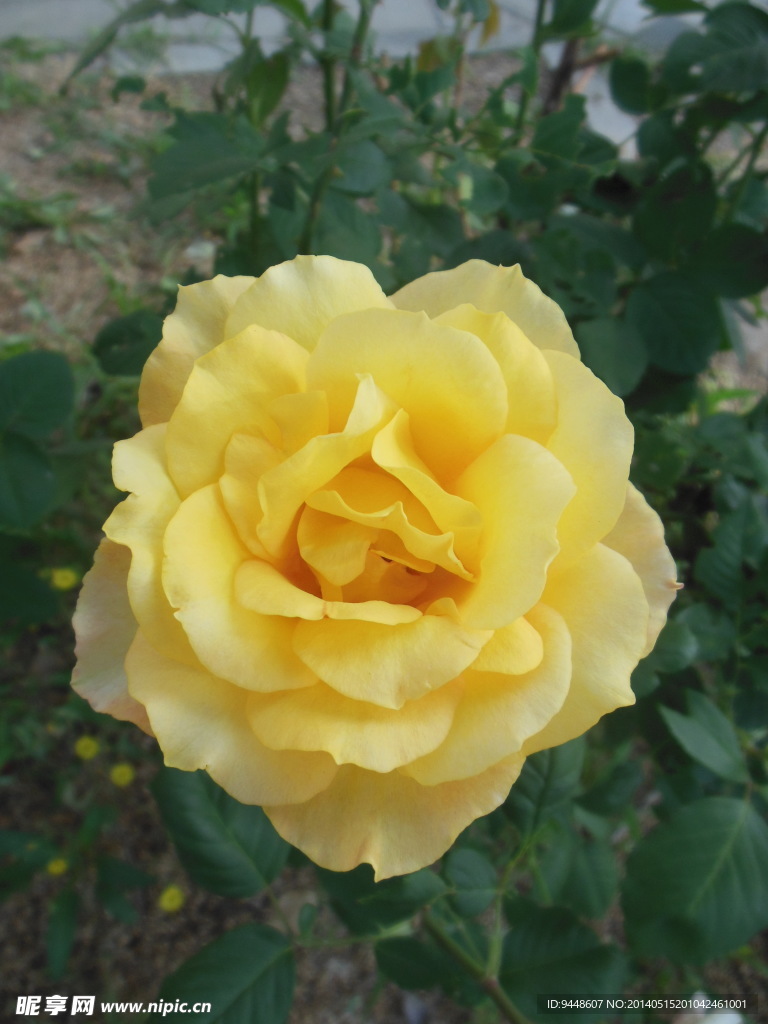 月季花