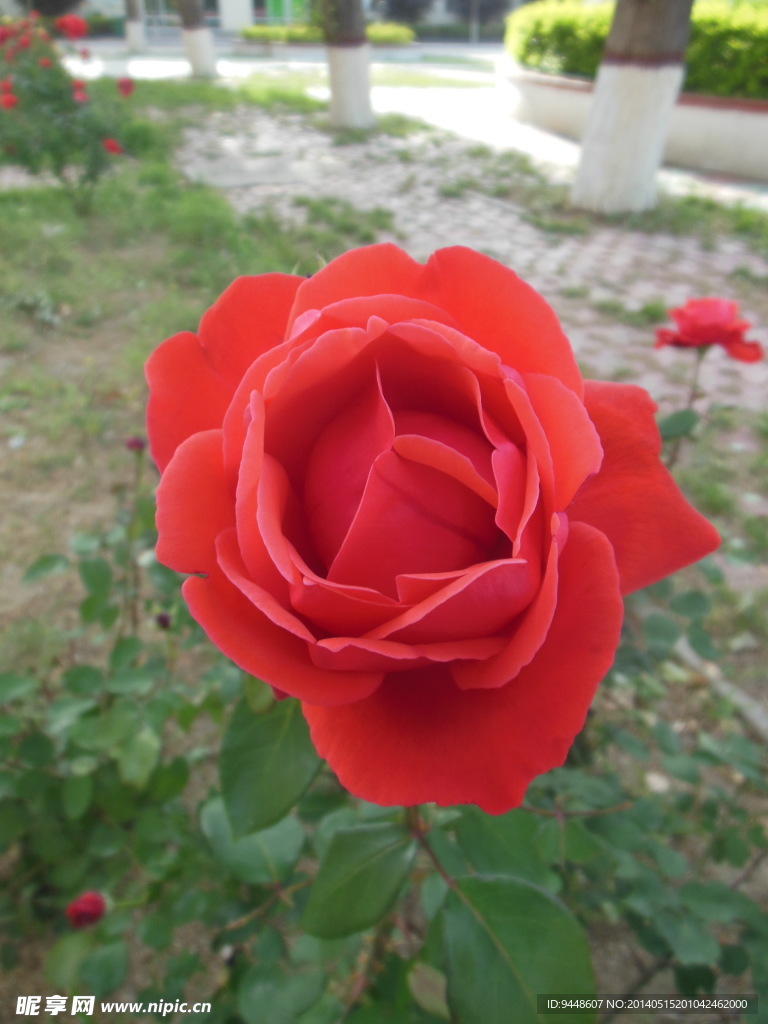 月季花