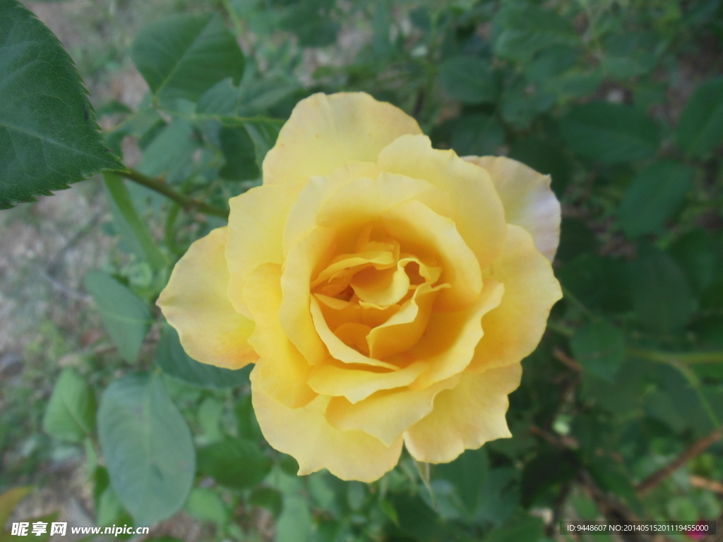 月季花