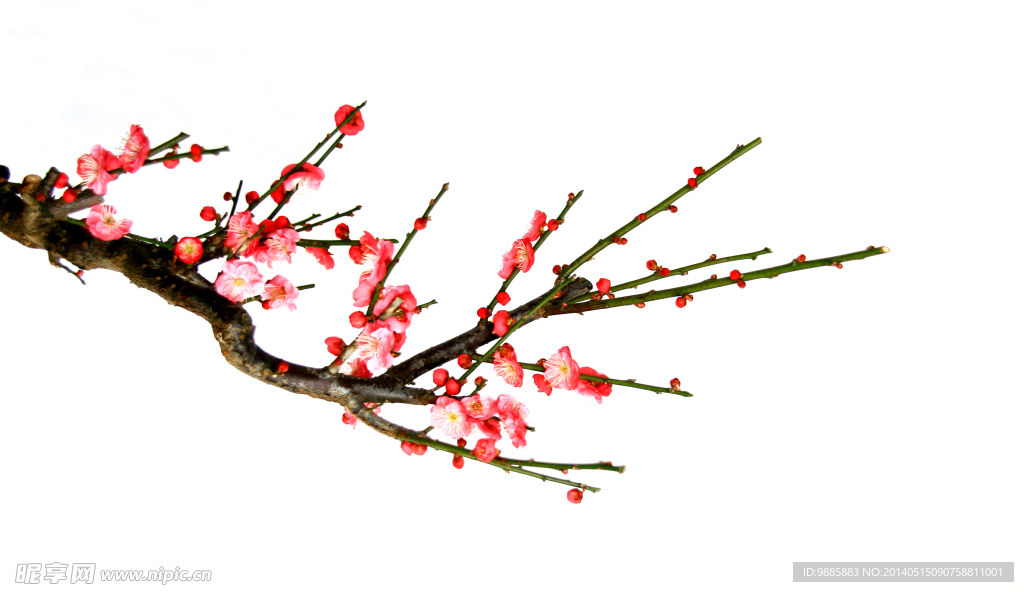 梅花