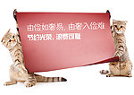 猫咪节约告示