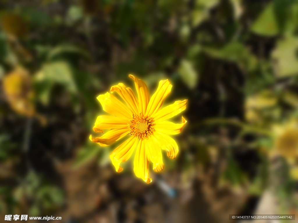 花朵特写