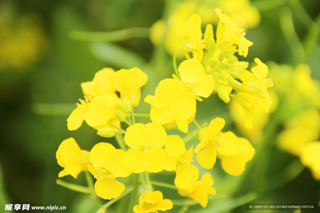 安义古村油菜花