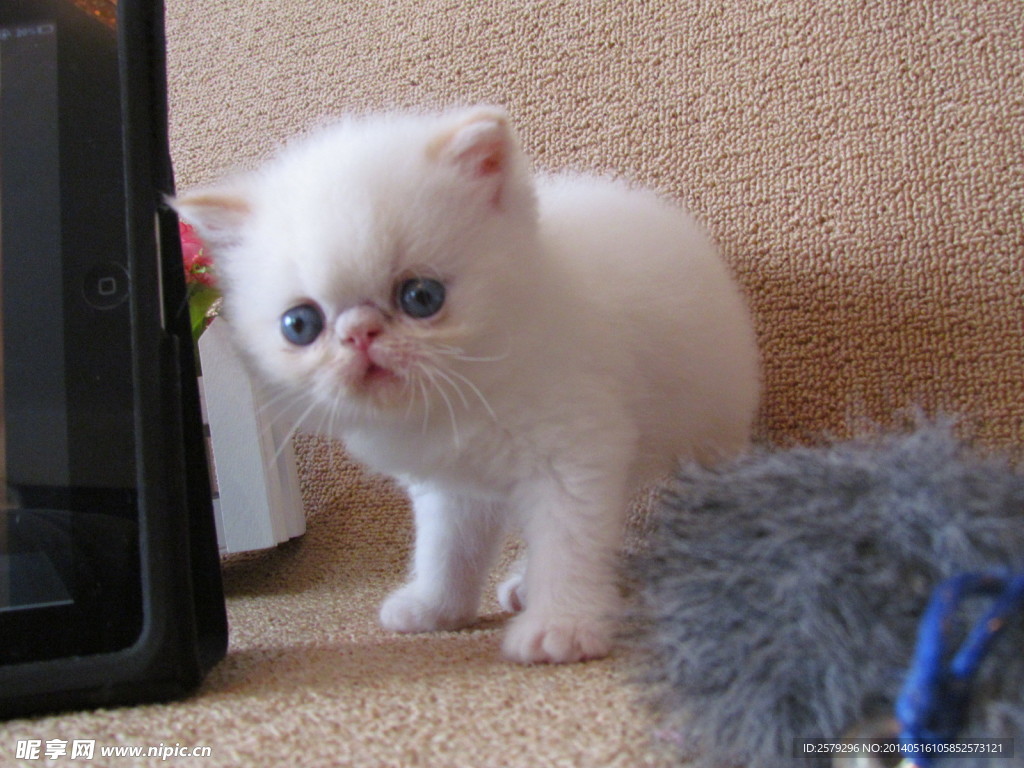 加菲猫