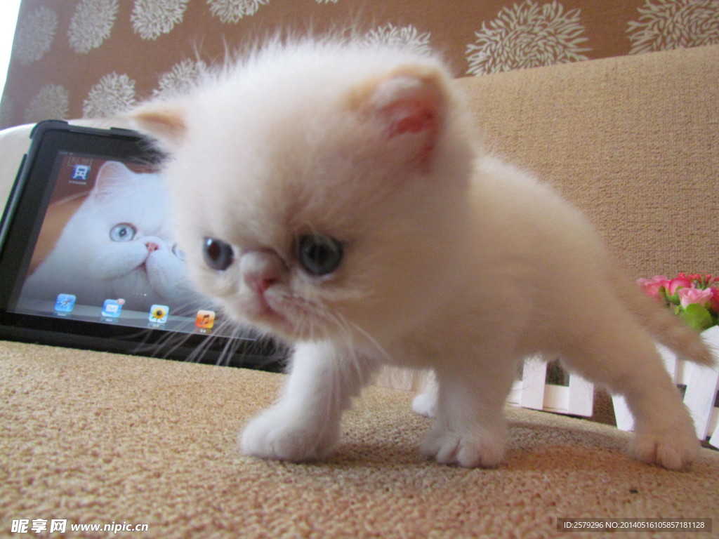 加菲猫
