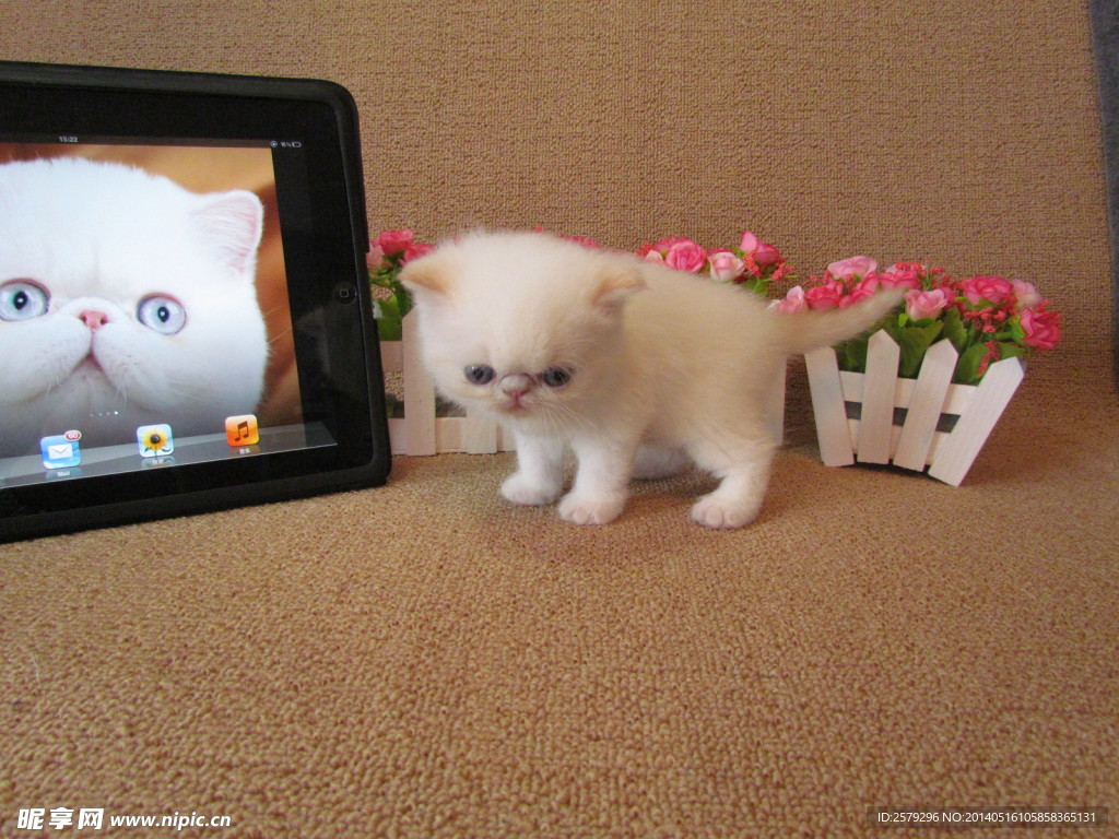 加菲猫