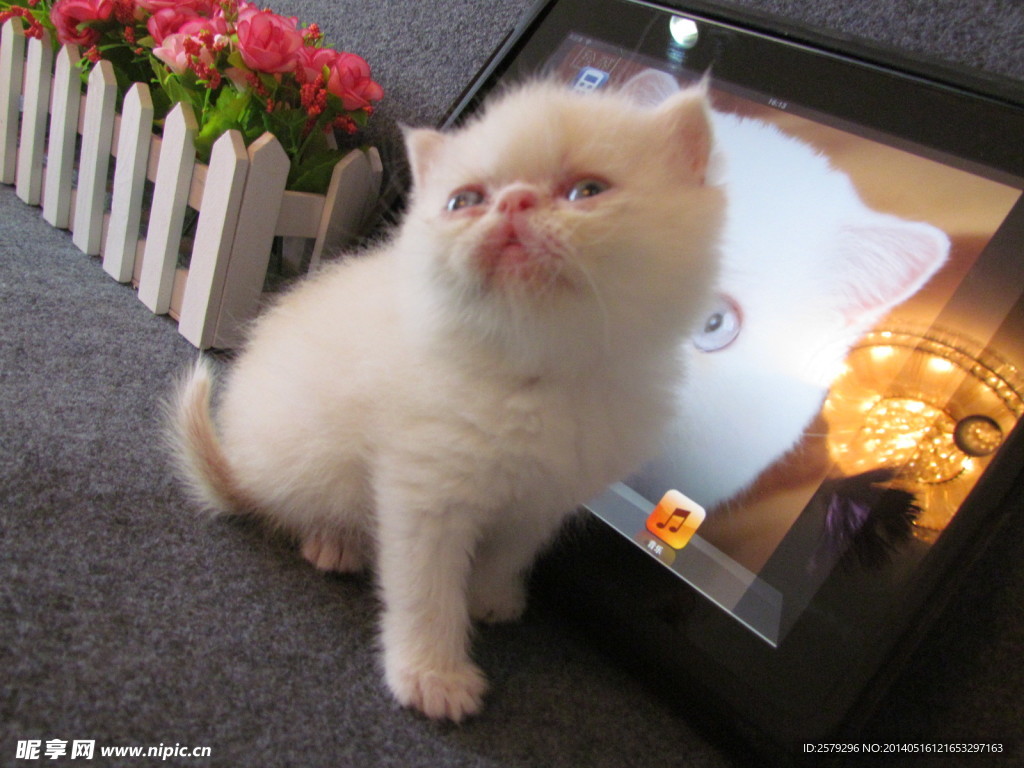 加菲猫