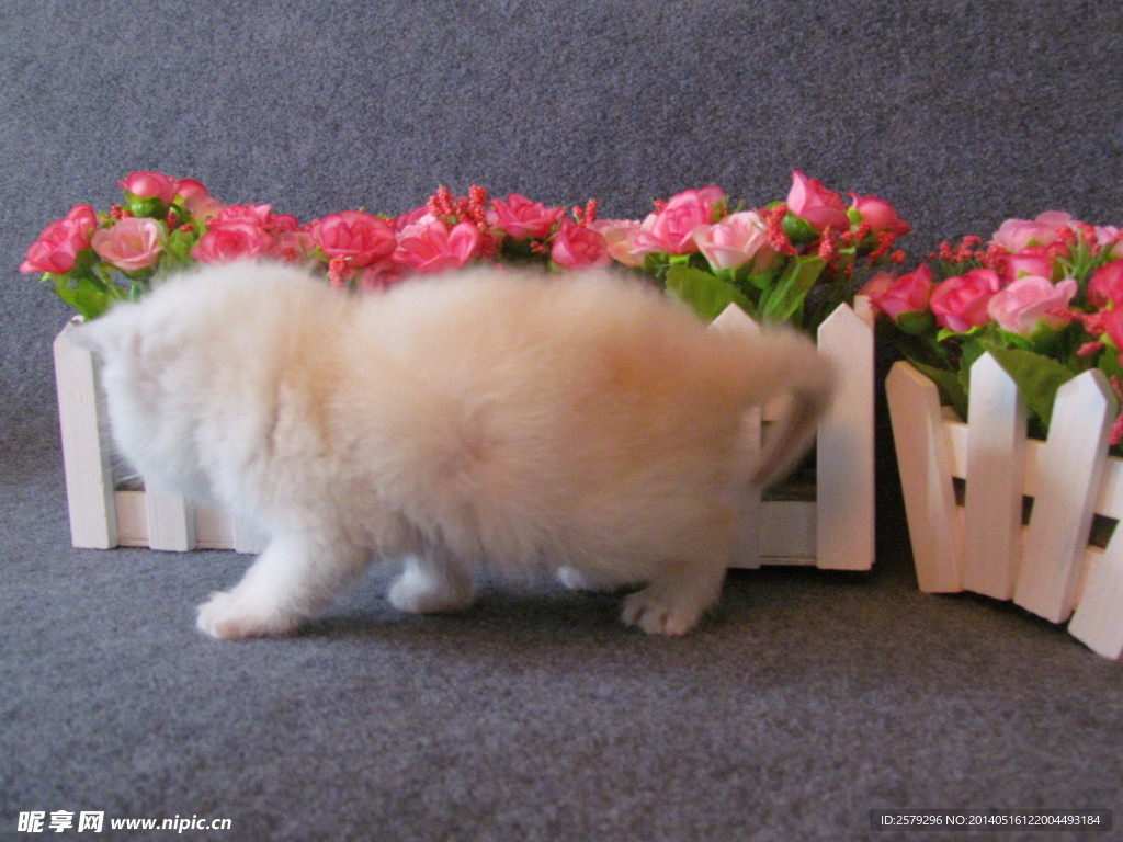 加菲猫