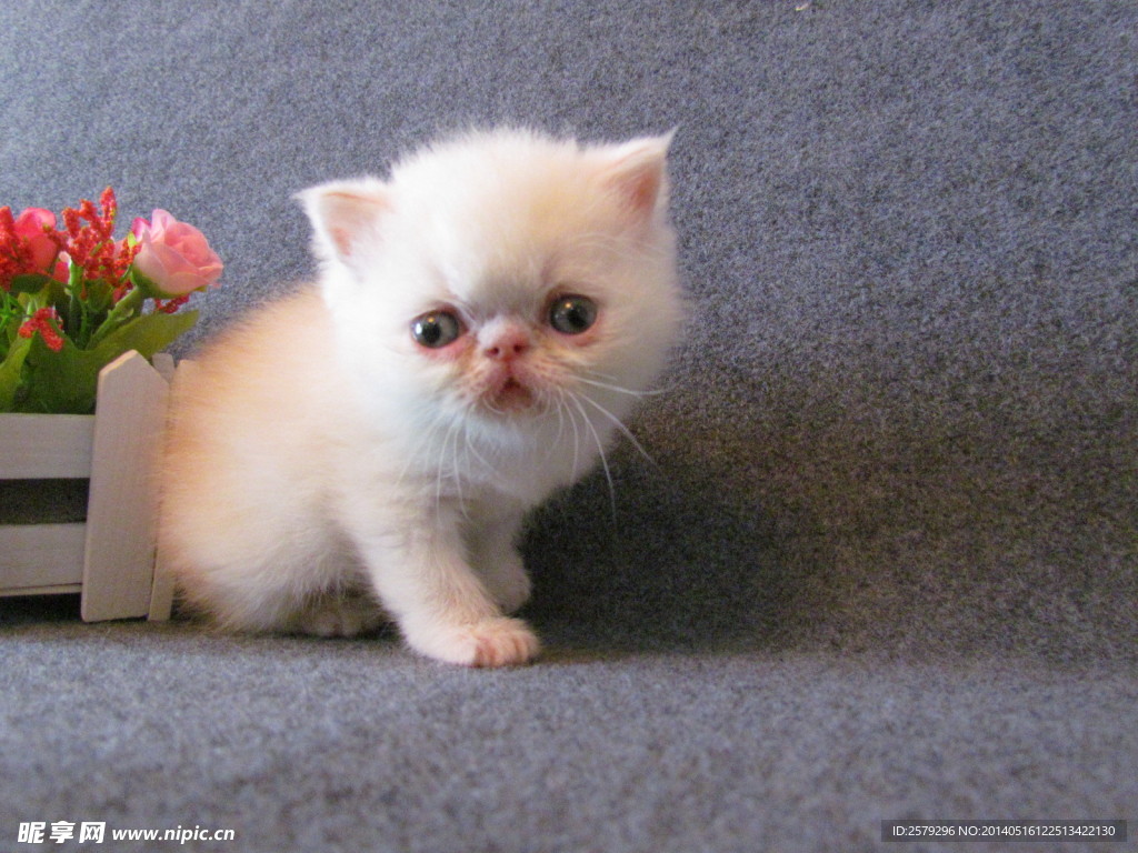 加菲猫