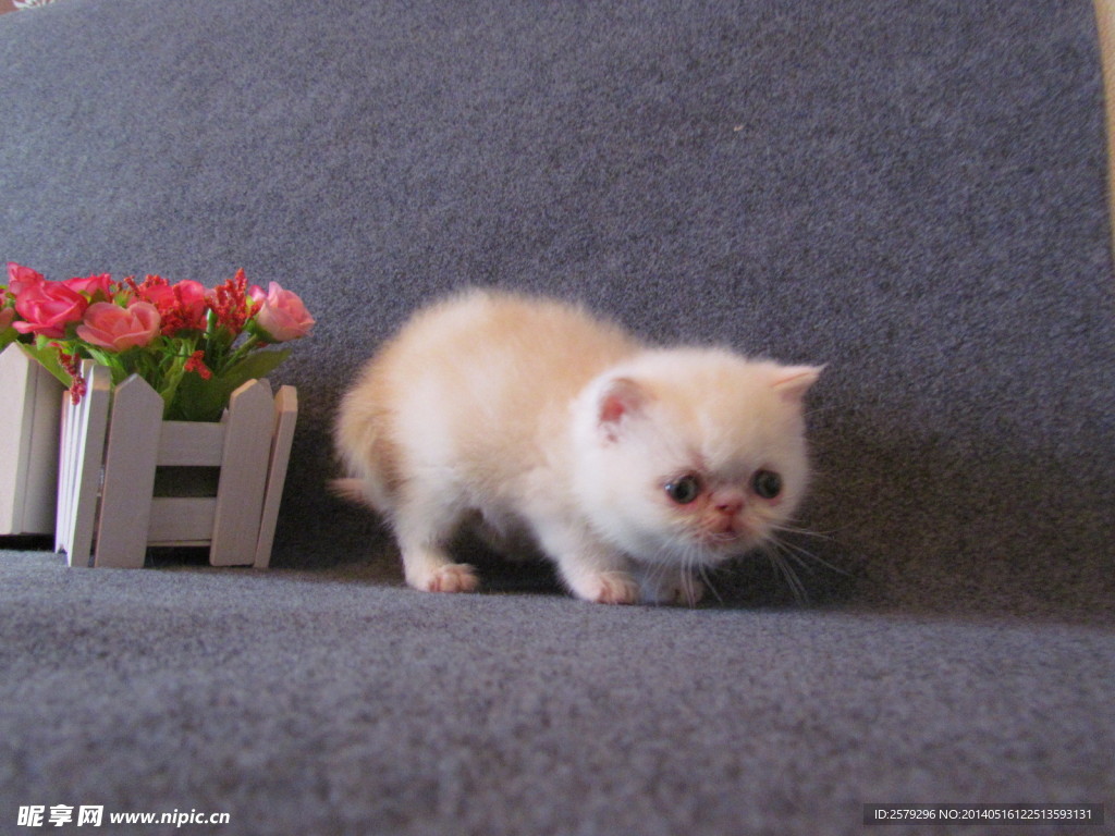 加菲猫