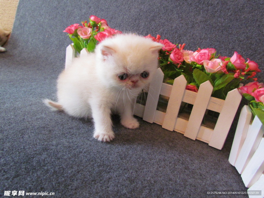 加菲猫