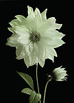 白色菊花