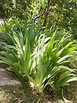 绿叶植物