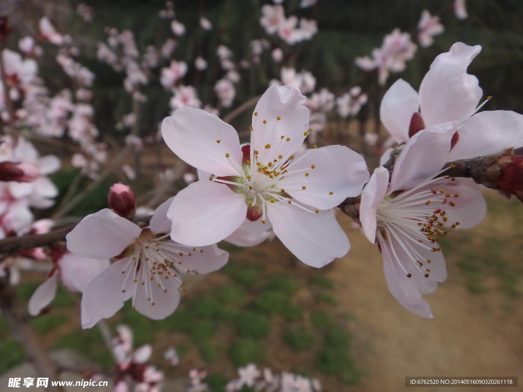 樱花