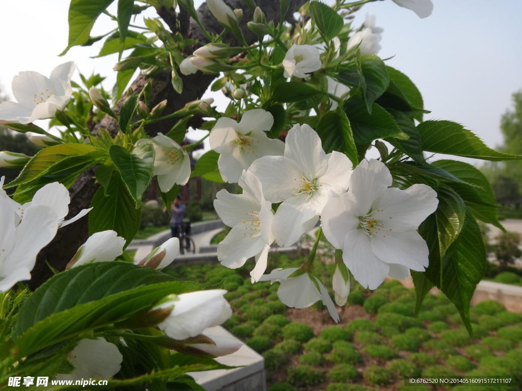 樱花
