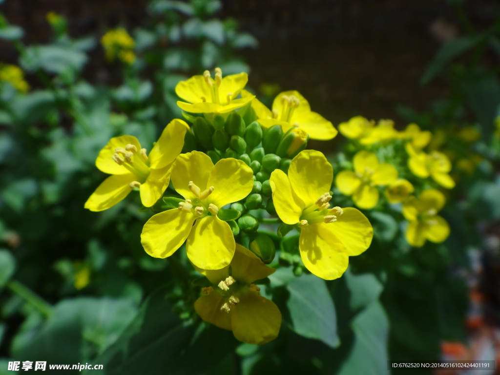 小黄花