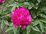芍药花