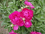 芍药花