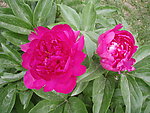 芍药花