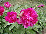 芍药花