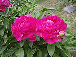 芍药花