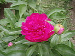 芍药花