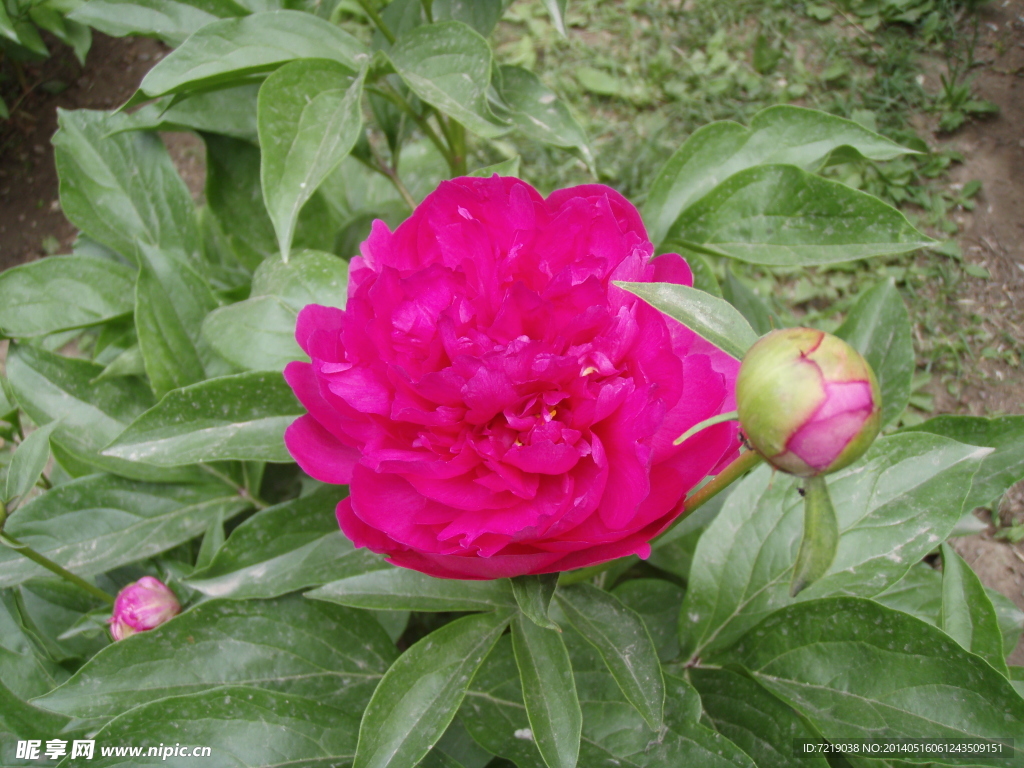 芍药花