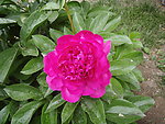 芍药花