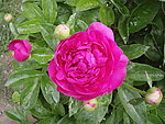 芍药花