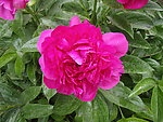 芍药花