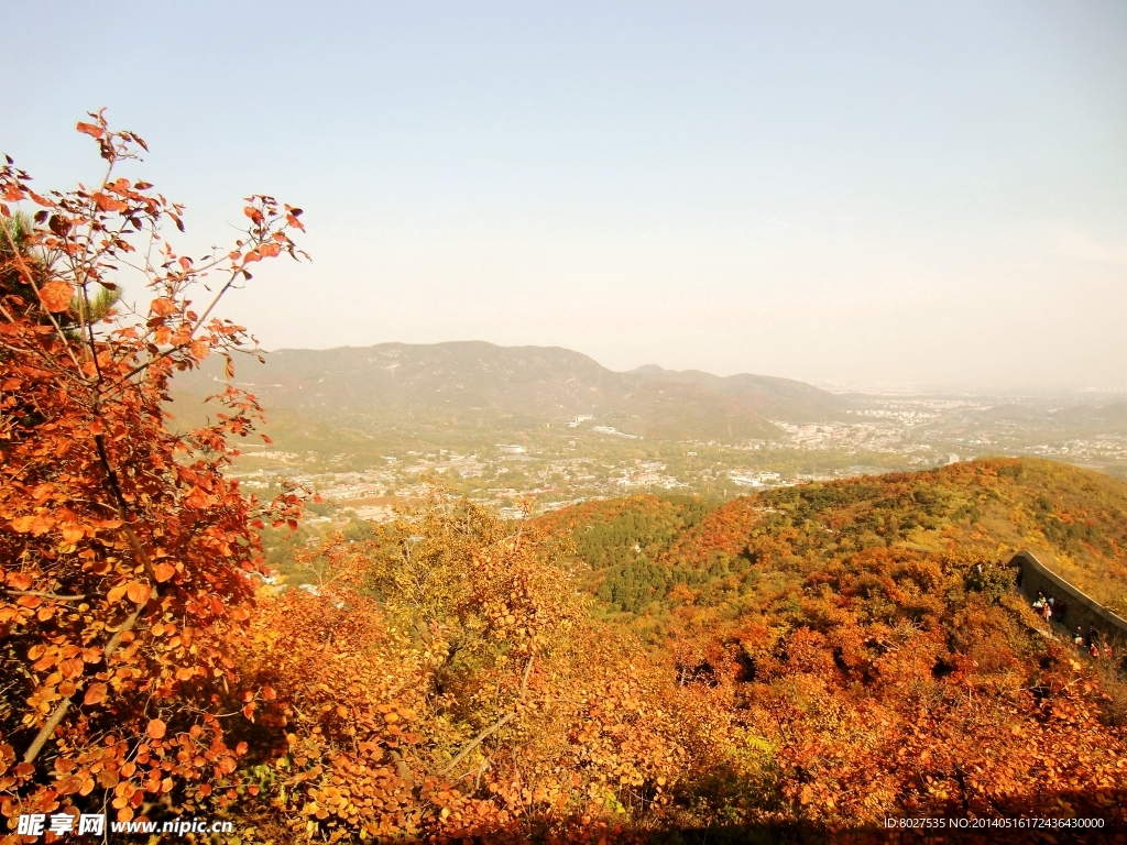 香山红叶