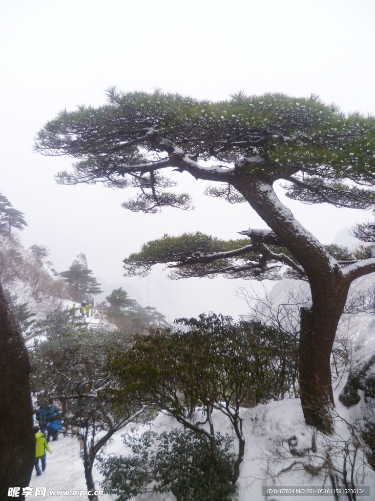 安徽黄山 松树