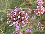 鲜花