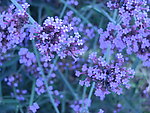 鲜花