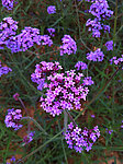 鲜花