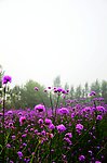 鲜花