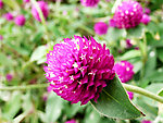 鲜花