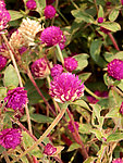 鲜花