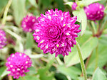 鲜花