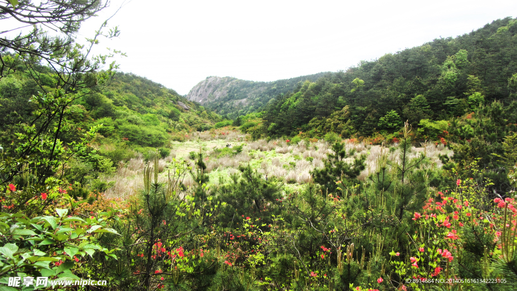 高山湿地