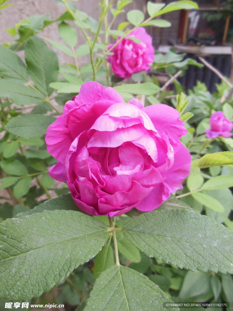 玫瑰花