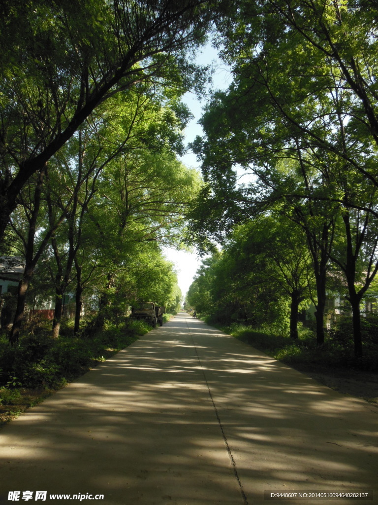 林荫路
